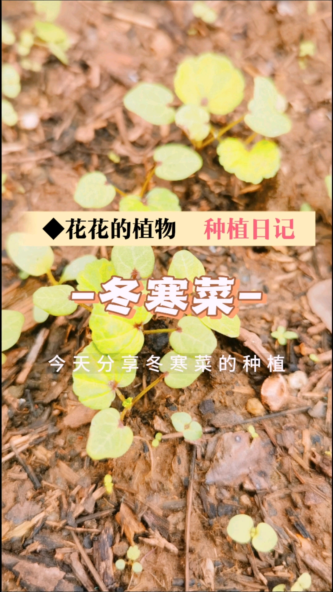 才种下去十几天的冬寒菜已经长叶子了