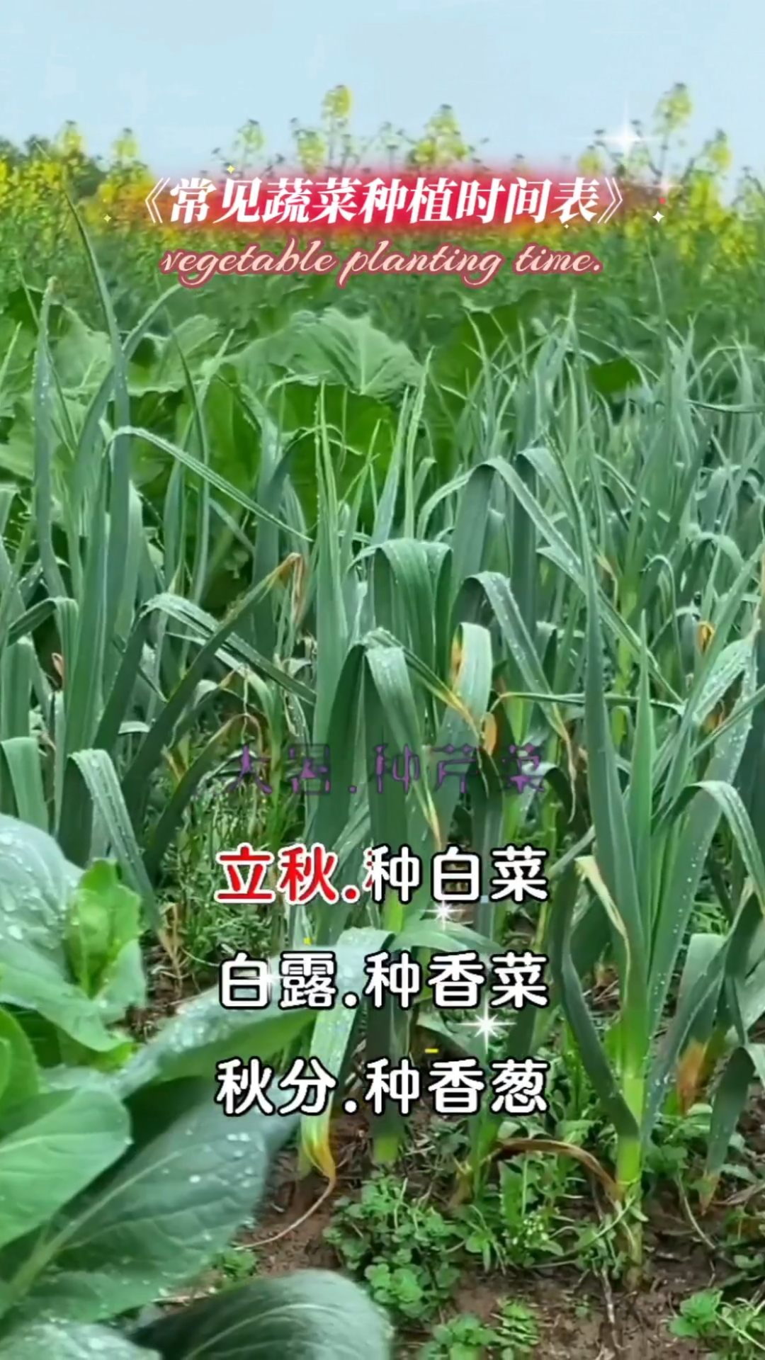 种菜的友友们，常见蔬菜种植时间表来了#新大陆计划#