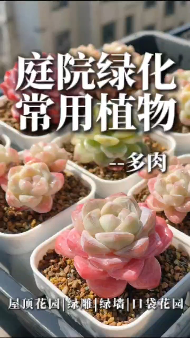 #多肉植物#知识分享#养花