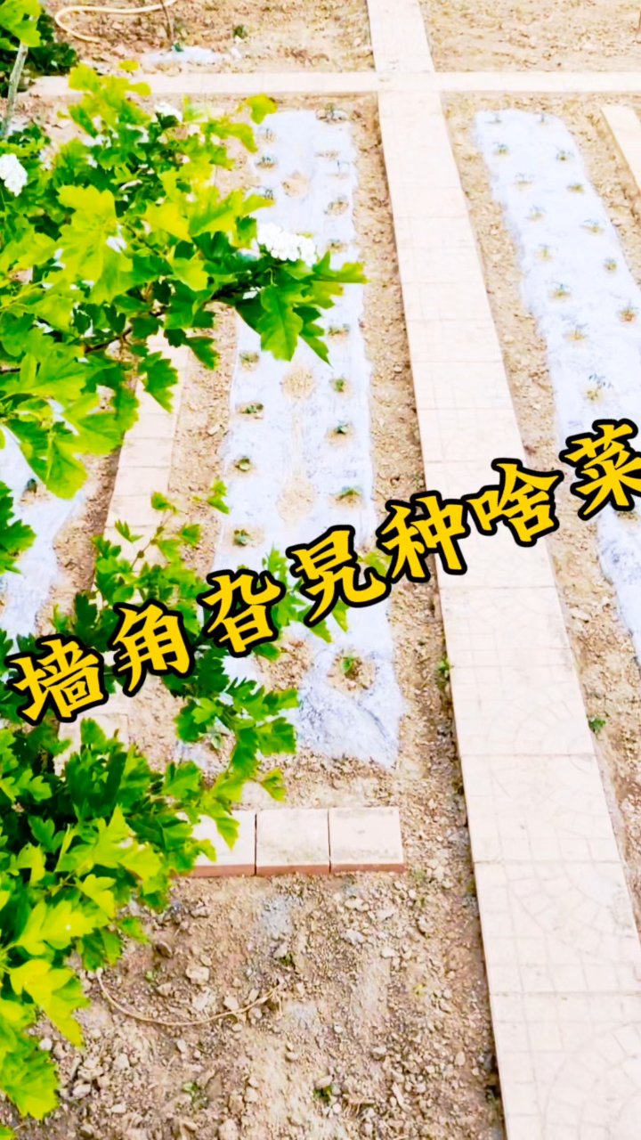 小院阴角种菜秘籍,耐阴蔬菜大揭秘
