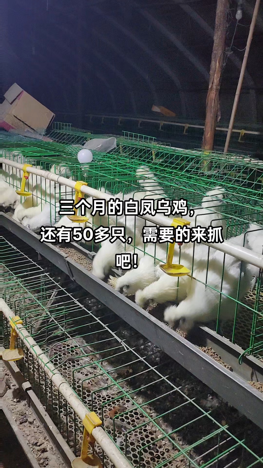 纯种白凤乌鸡仅仅剩余50多只!自提45