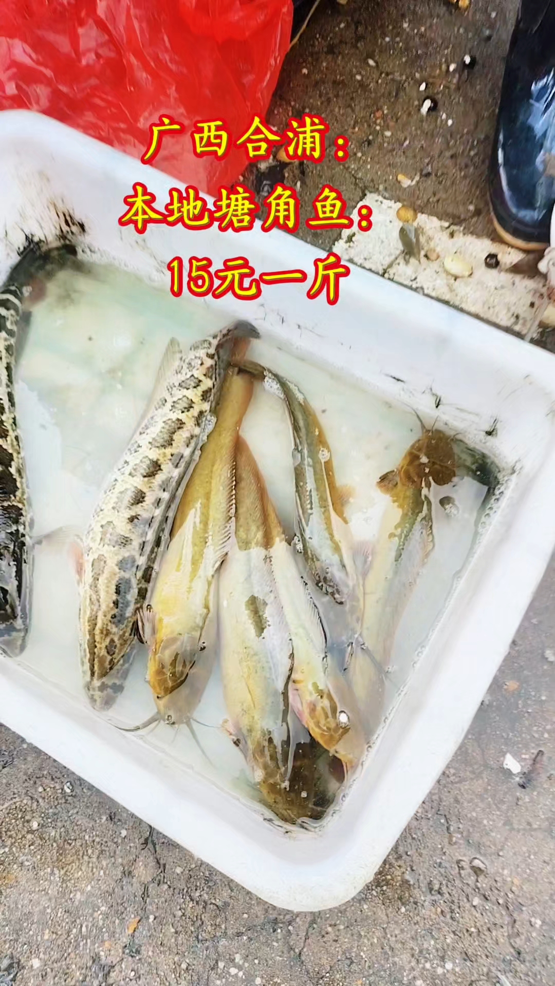 广西合浦:本地塘角鱼:15元一斤
