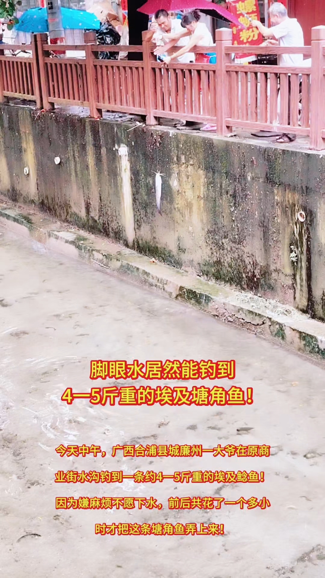 脚眼水居然能钓到4一5斤重的埃及塘角鱼!