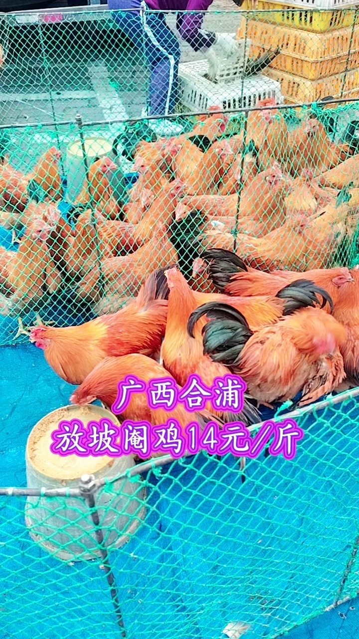 广西合浦放坡阉鸡14元/斤#优质农产品 #鸡价格 #市场