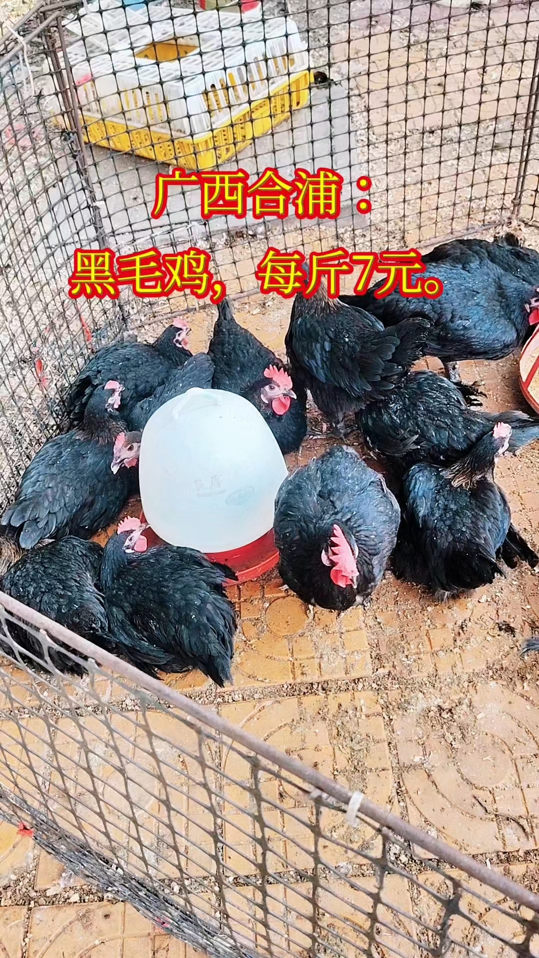 广西合浦:黑毛鸡,每斤7元。