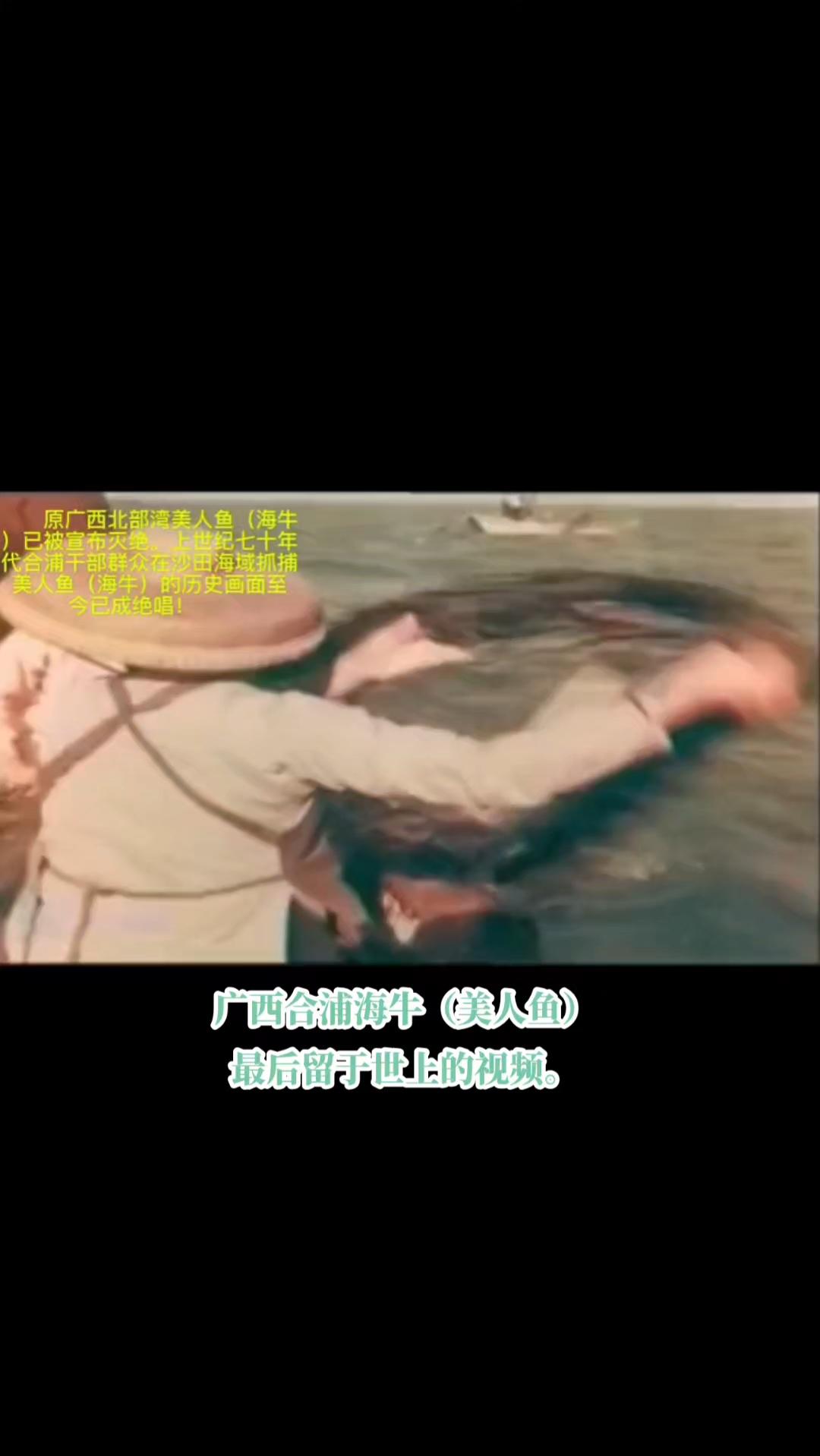 广西合浦海牛(美人鱼)最后留于世上的视频。#美人鱼 #海牛