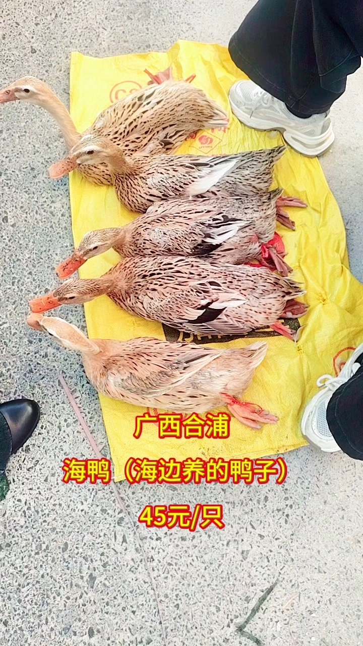 广西合浦海鸭(海边养的鸭子)45元/只#市场#养鸭 #鸭子