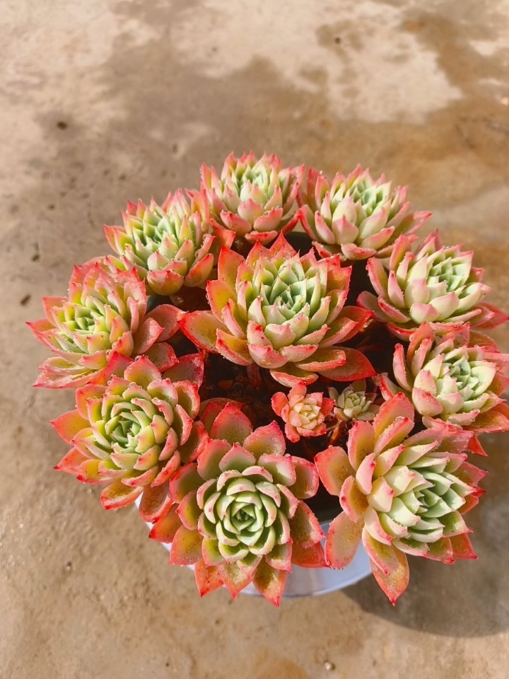 图三色堇,图二爱尔兰薄荷 