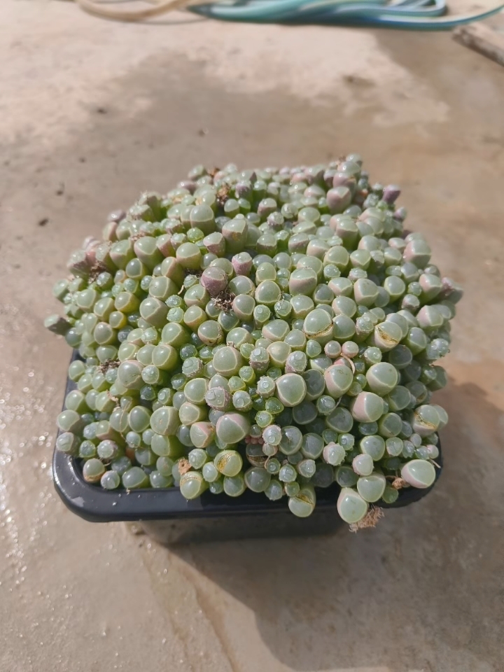 今天来两绿色儿的,图一五十铃玉,图二蛛丝卷绢,两款神奇的多肉