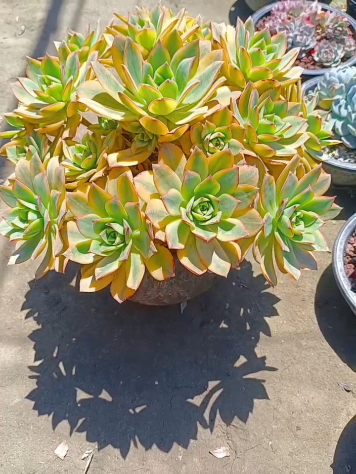 图1星爆、图2八尺镜 我这人比较怀旧,多肉也比较喜欢老品种