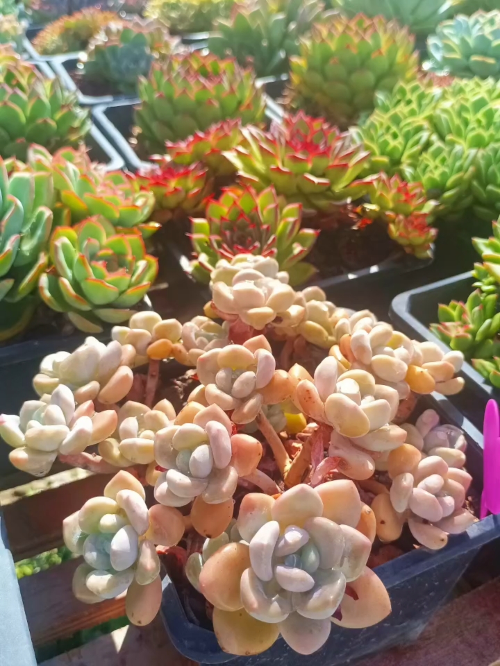 本想今年咸鱼翻身的,没想到粘锅了。