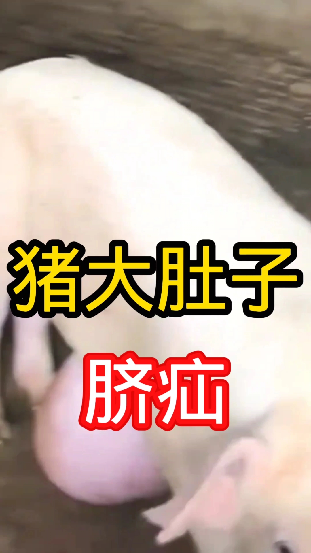 猪大肚子—脐疝#猪病咨询