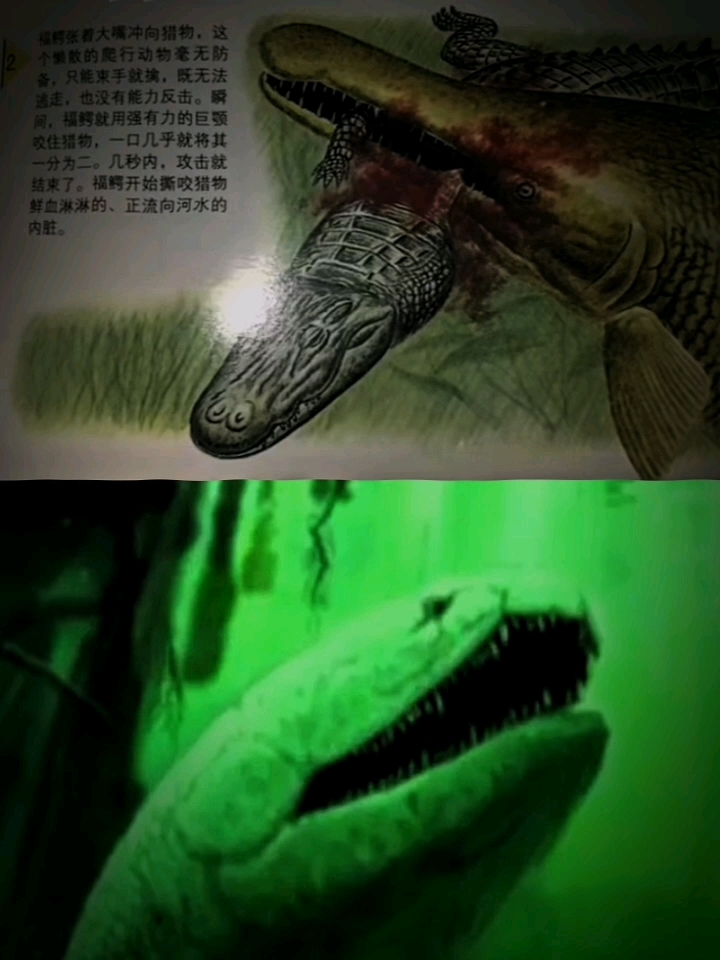 希氏根齿鱼vs饿缺扇（爱雀鳝TV）