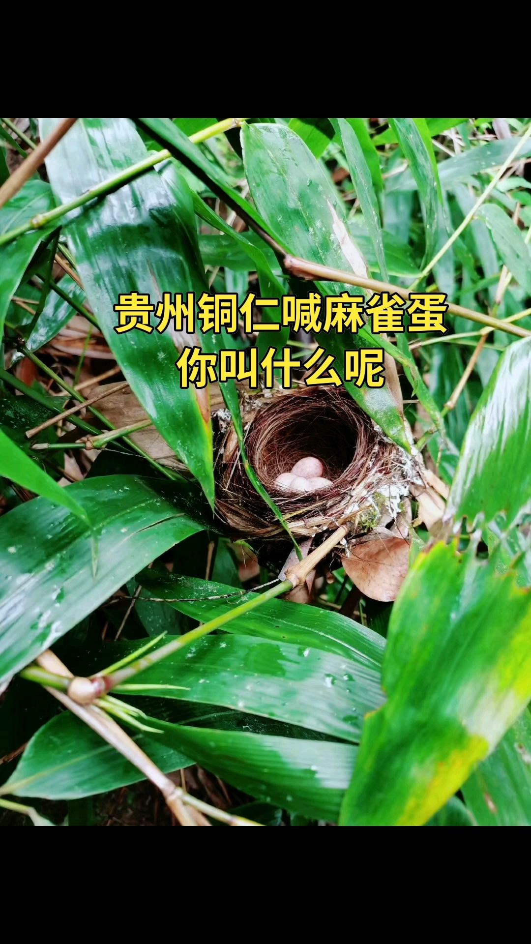 贵州铜仁话喊麻雀蛋,你们叫什么