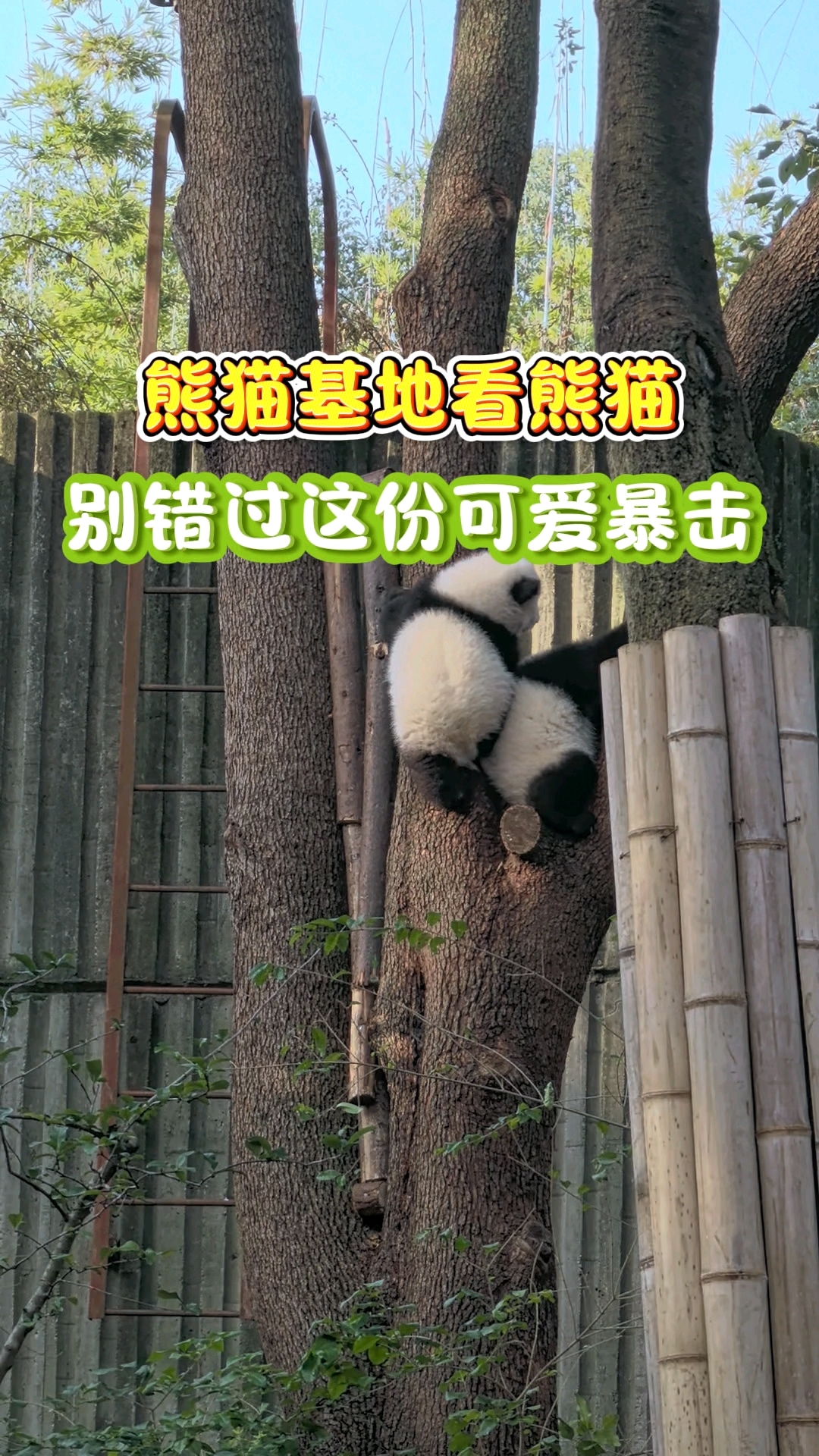熊猫基地看熊猫,别错过这份可爱暴击