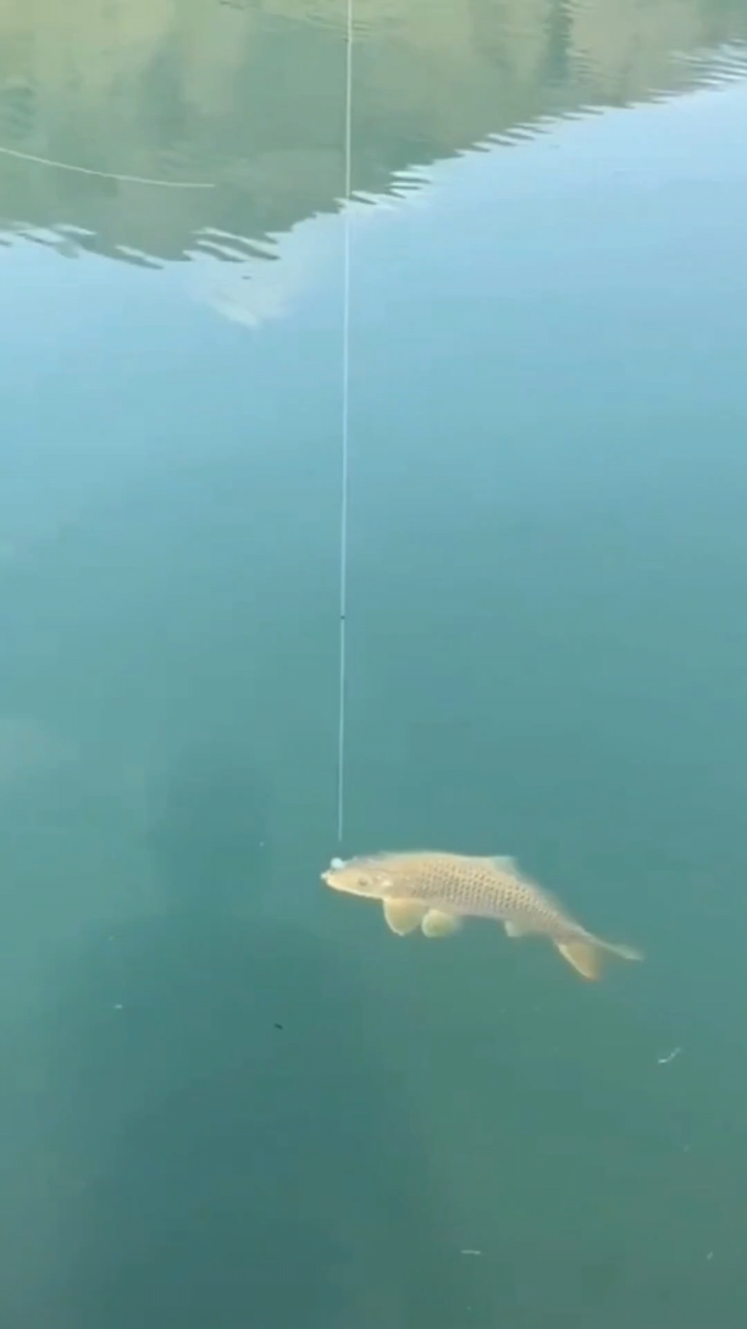 科普:国内淡水鱼中的“毒物”,你了解多少?