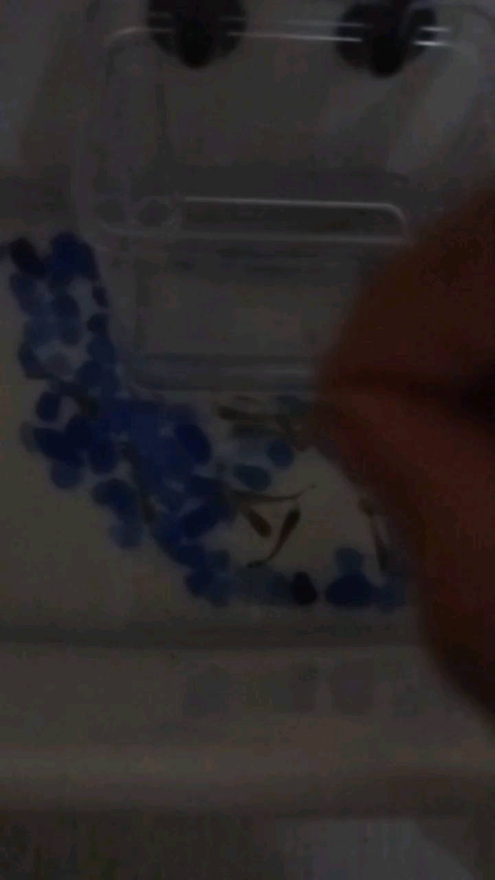 花老虎孔雀鱼