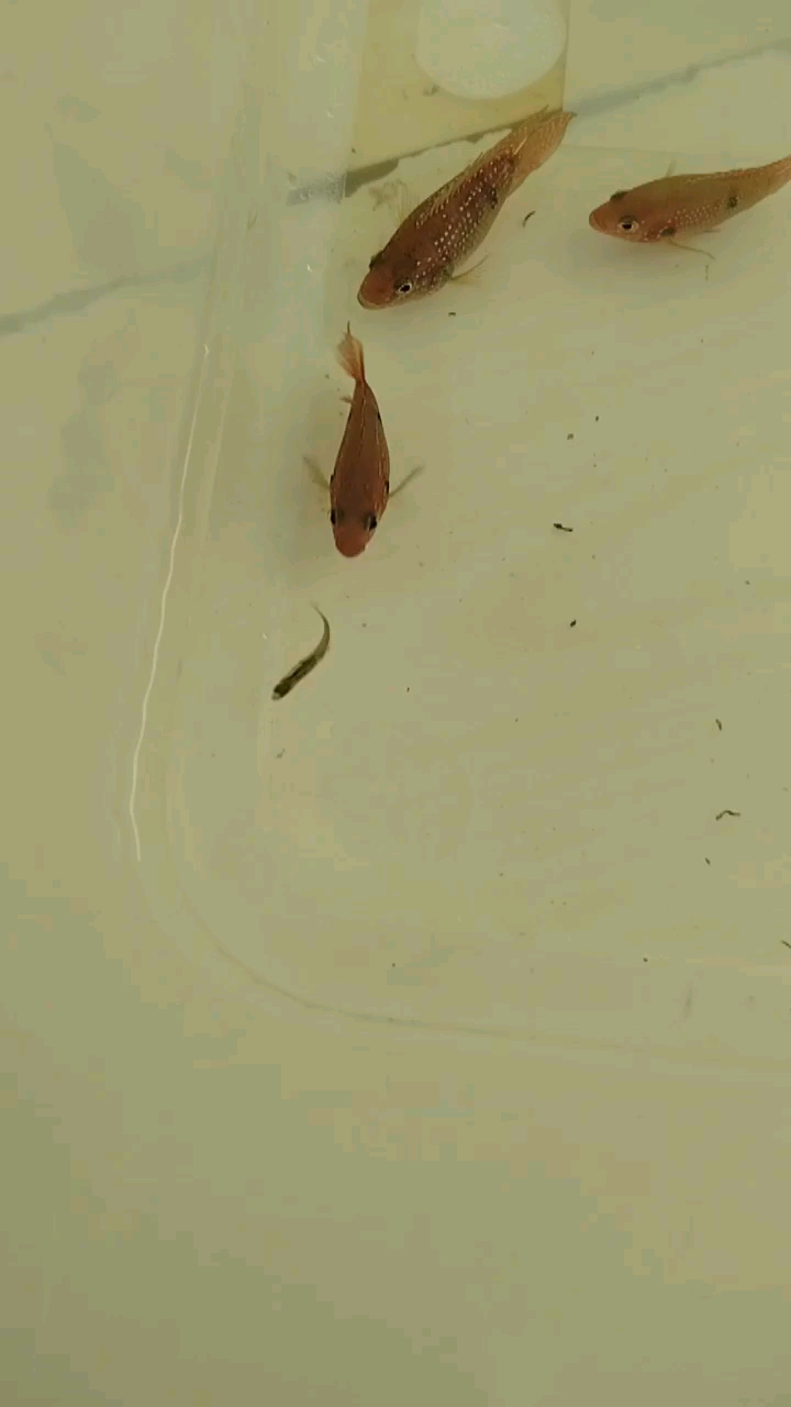 宝石鱼吃鳑鲏鱼