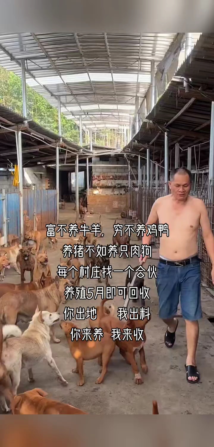 肉狗合作养殖