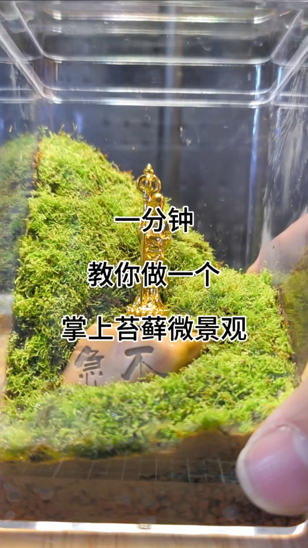 苔藓微景观制作教程