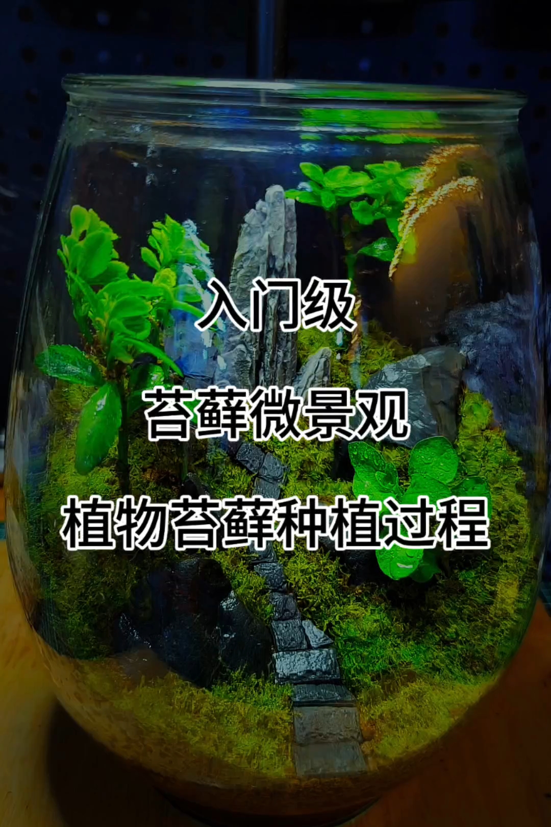 入门级苔藓微景观制作教程