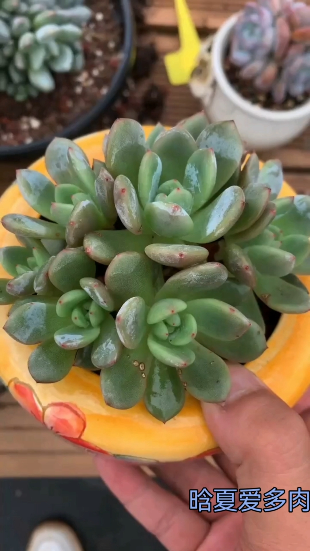 手捧+胸花朵朵,还需要时间