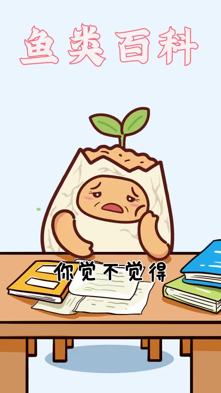 最守时的鱼——鲥鱼