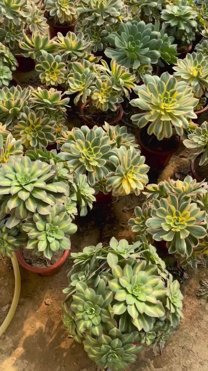 多肉植物～灿烂法师锦