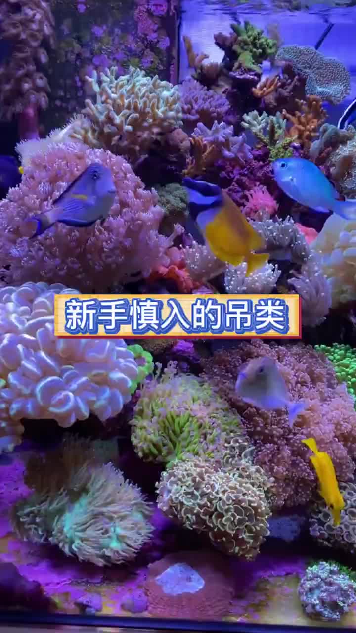新手慎入的吊类有哪些呢