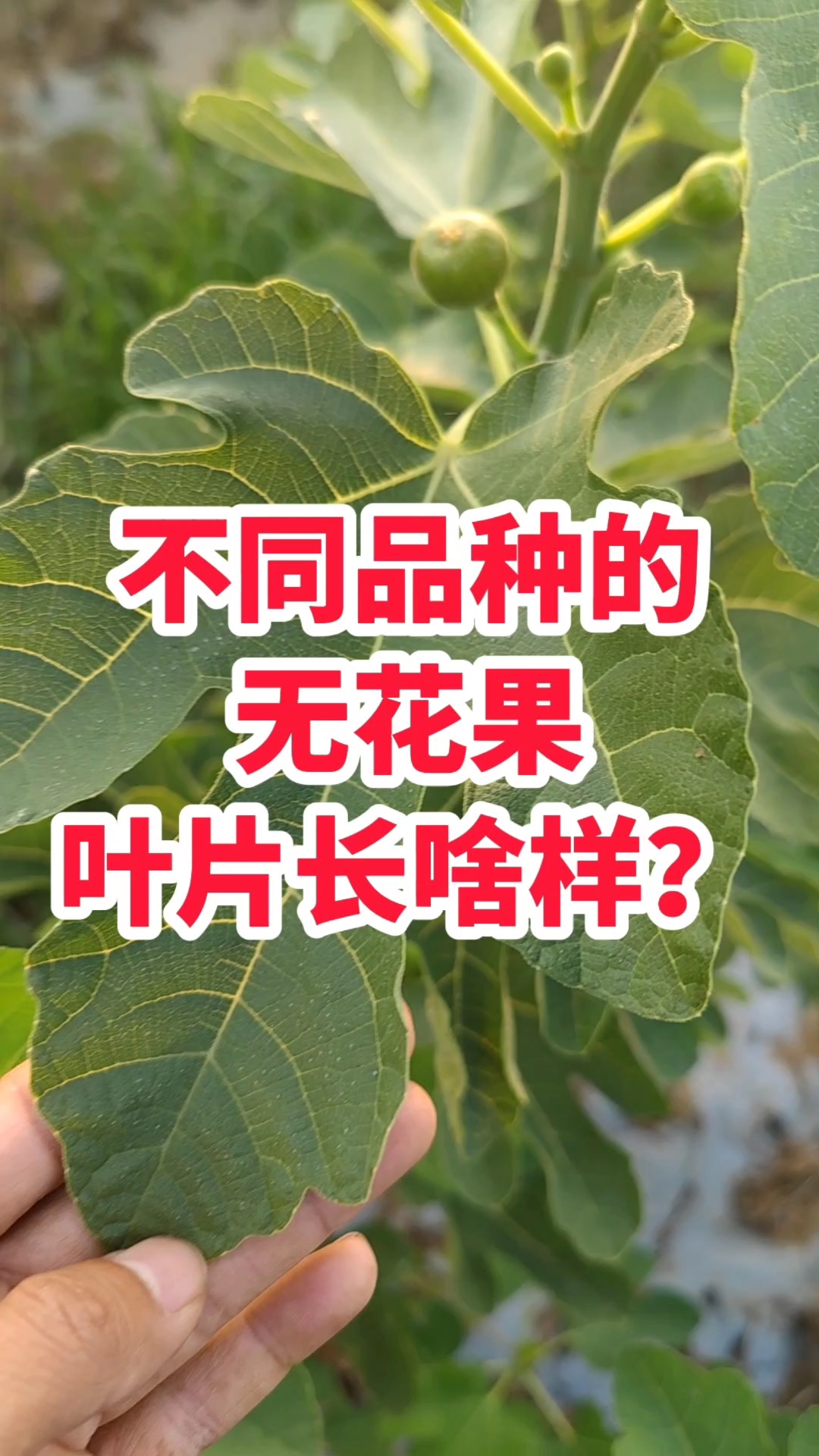 几个常见的无花果品种,叶片长什么样?