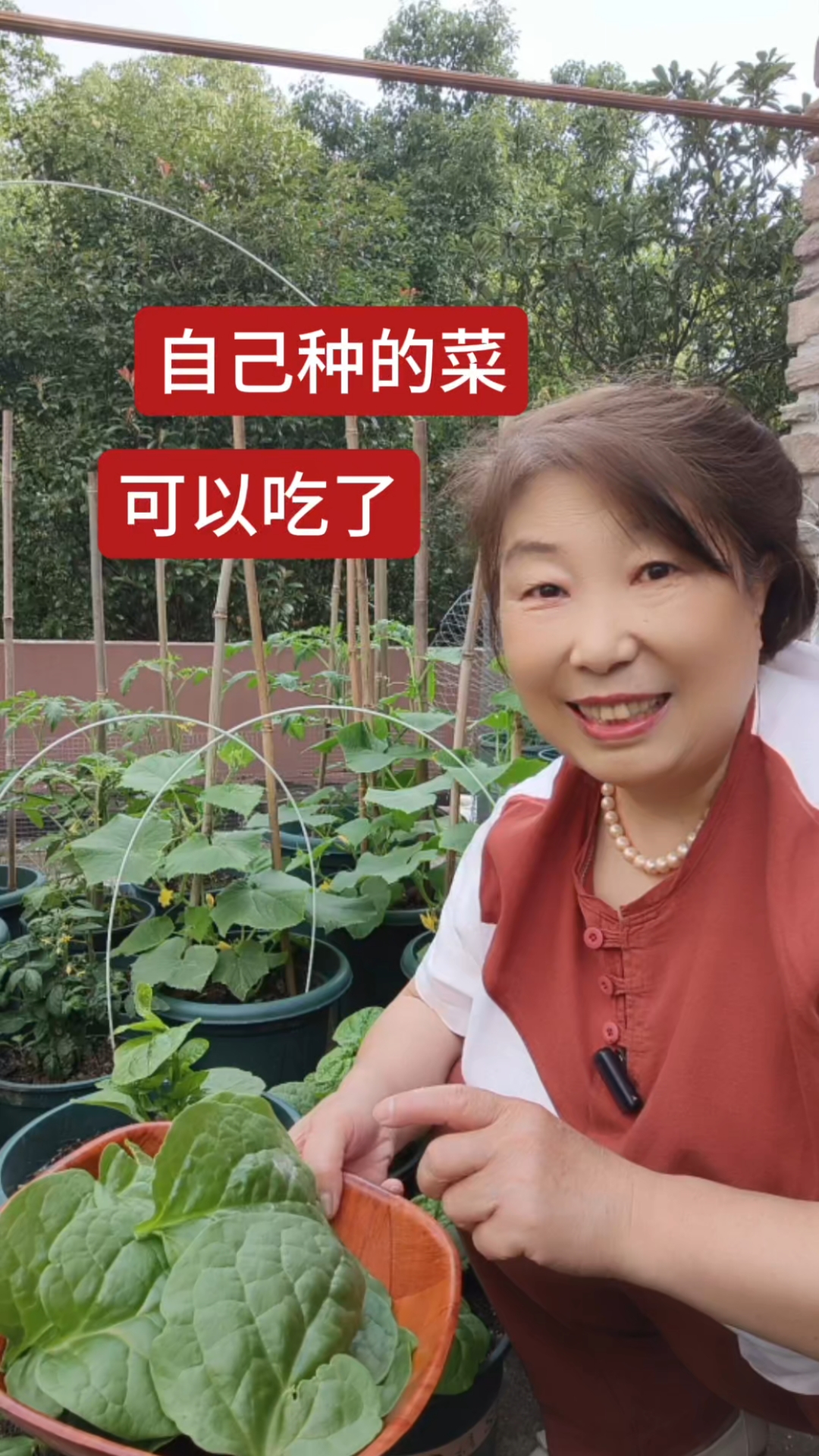 露台上栽种的木耳菜已经长出了肥厚的叶子,可以掰着吃了