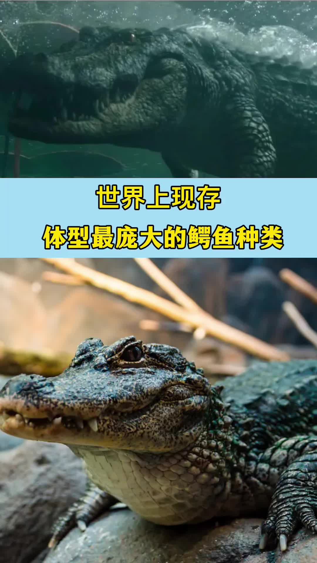 世界上现存体型最庞大的鳄鱼种类