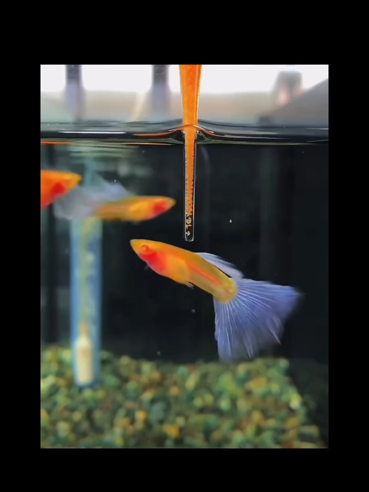丰年虾幼虫的几种喂法