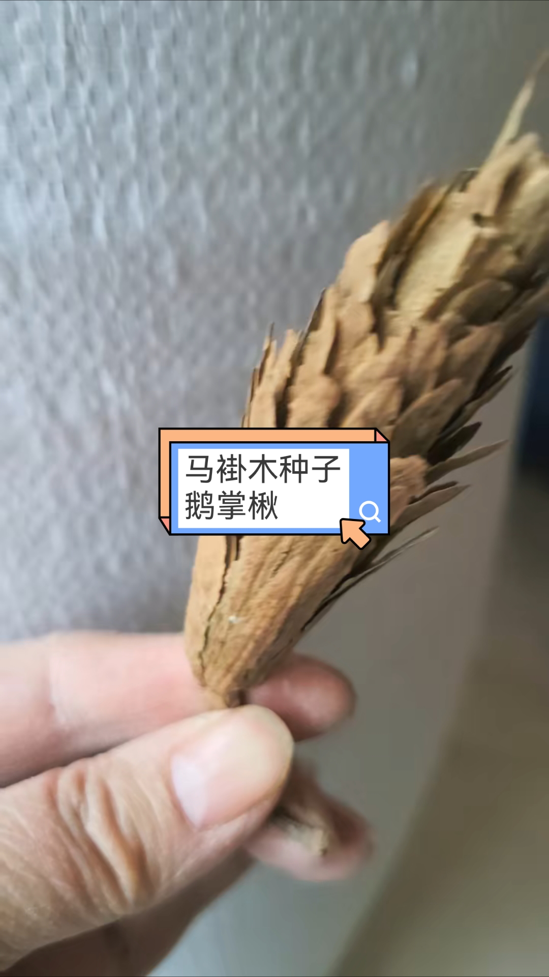 马褂木种子。鹅掌秋种子。每年如期采收为育苗的苗农做准备。