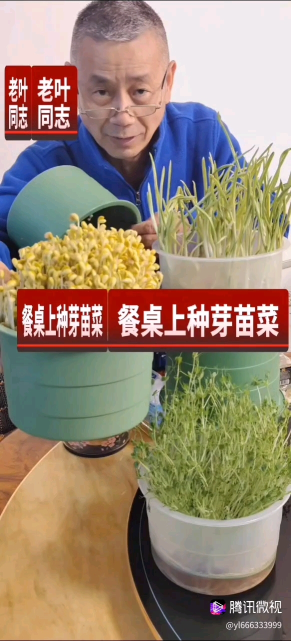 免浇水免换水四季如意芽苗罐#居家种菜# #豆芽养成记# #