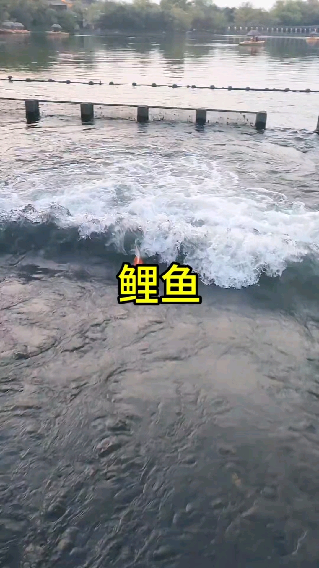 这么厉害的鲤鱼我还是第一次见