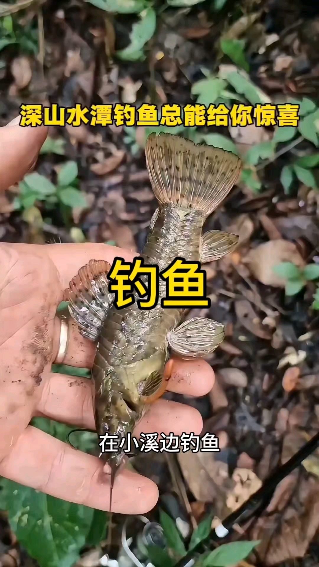 这种鱼是什么鱼,还是第一次见
