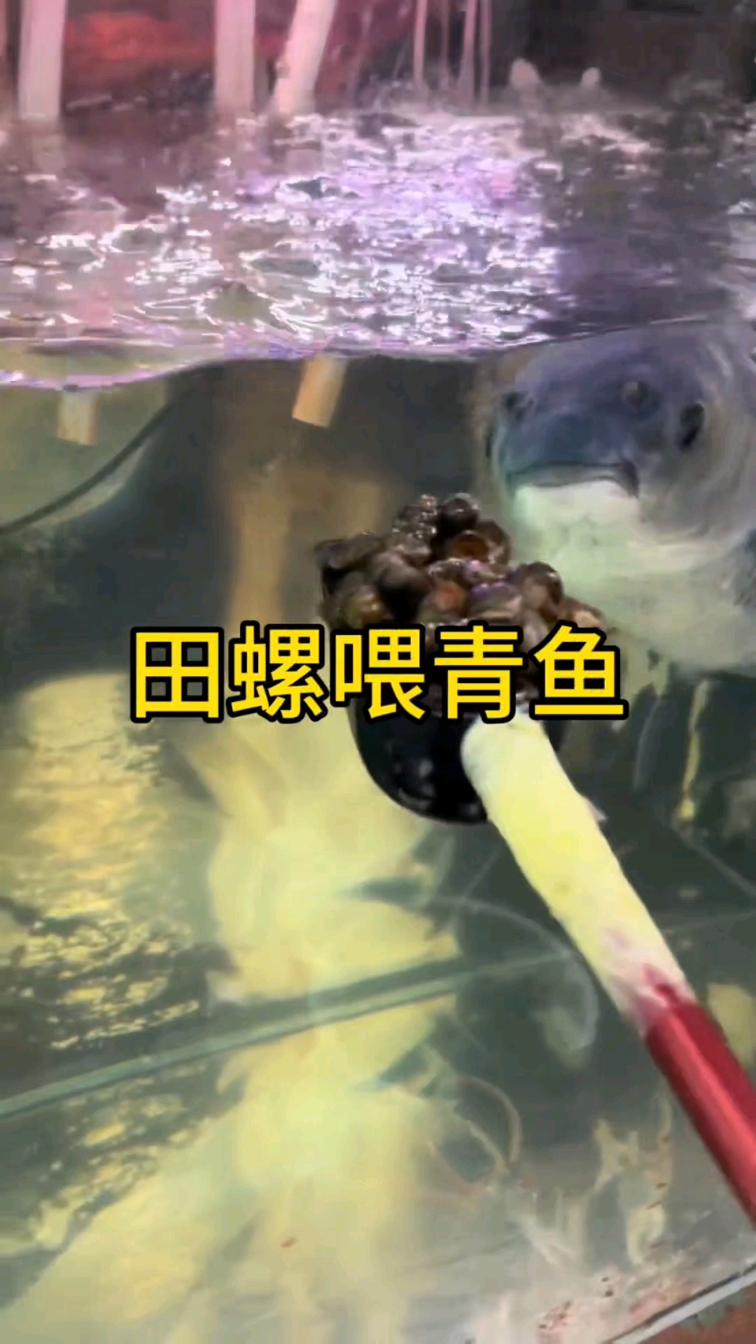 没想到青鱼牙口这么好