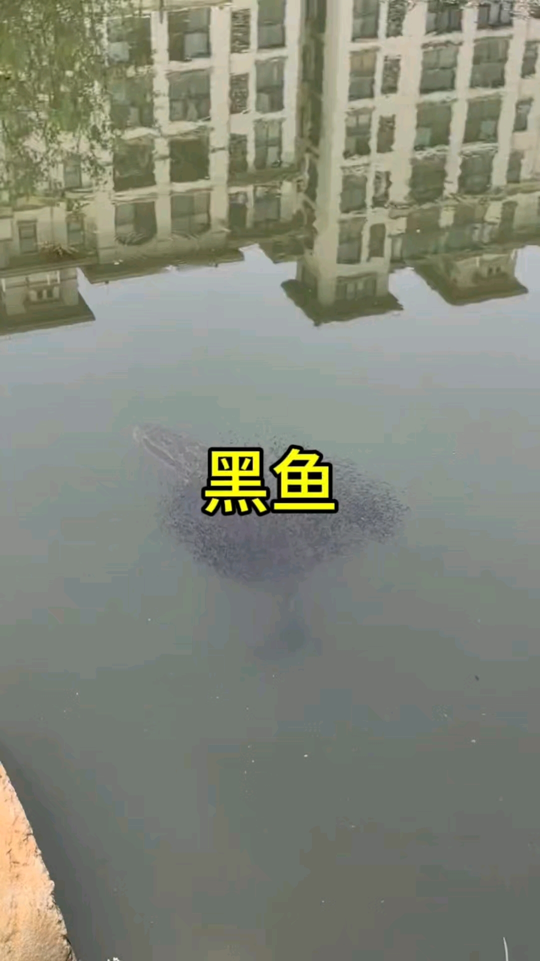 这是什么情况,黑鱼好大啊