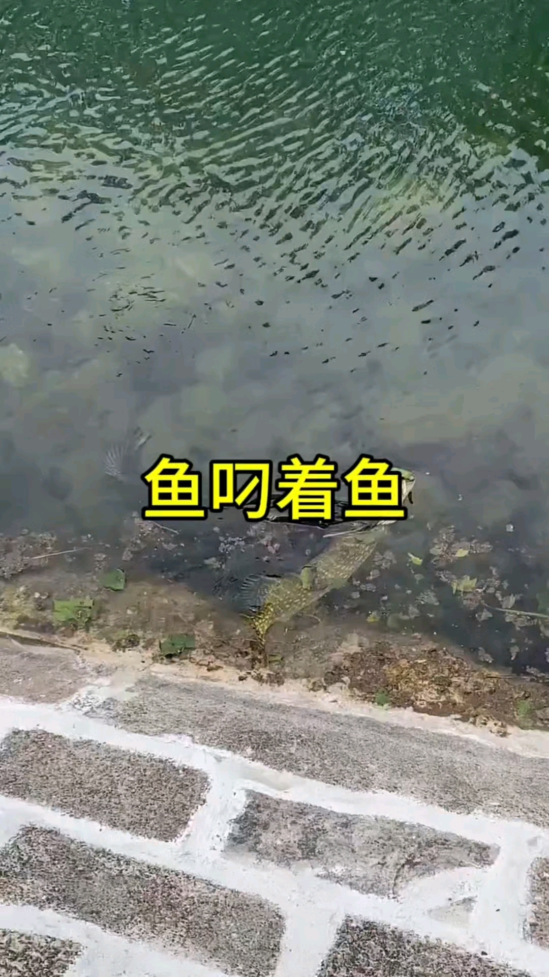 这鱼太嚣张了,游来游去