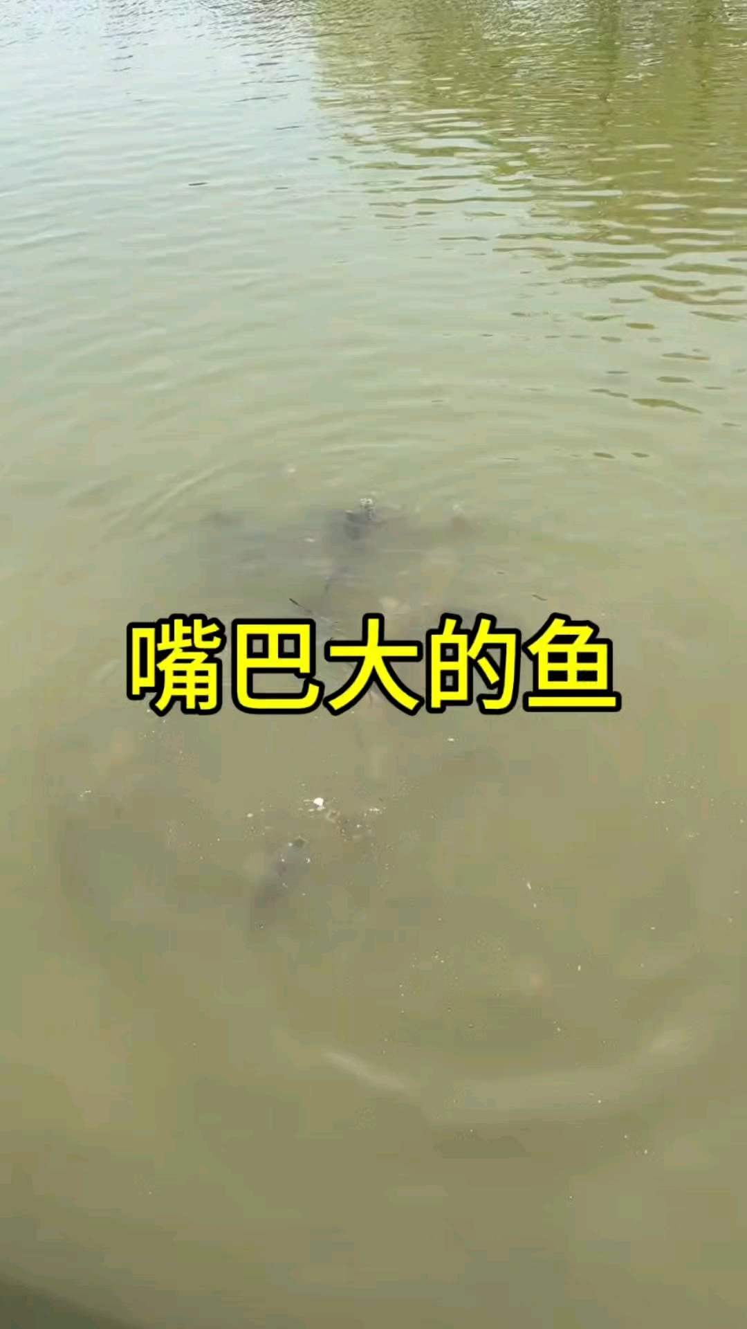 这是什么鱼,竟然还长胡须了