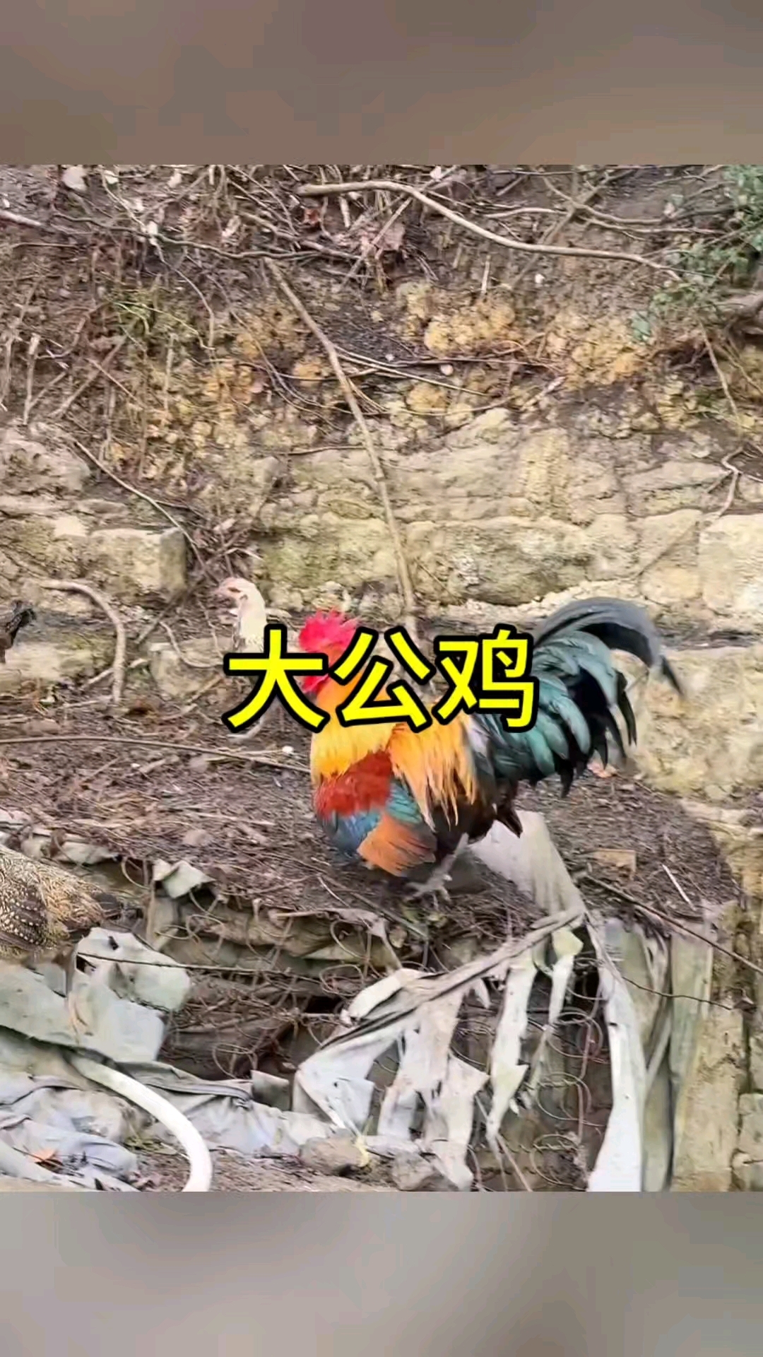 这么漂亮的大公鸡我还是第一次见