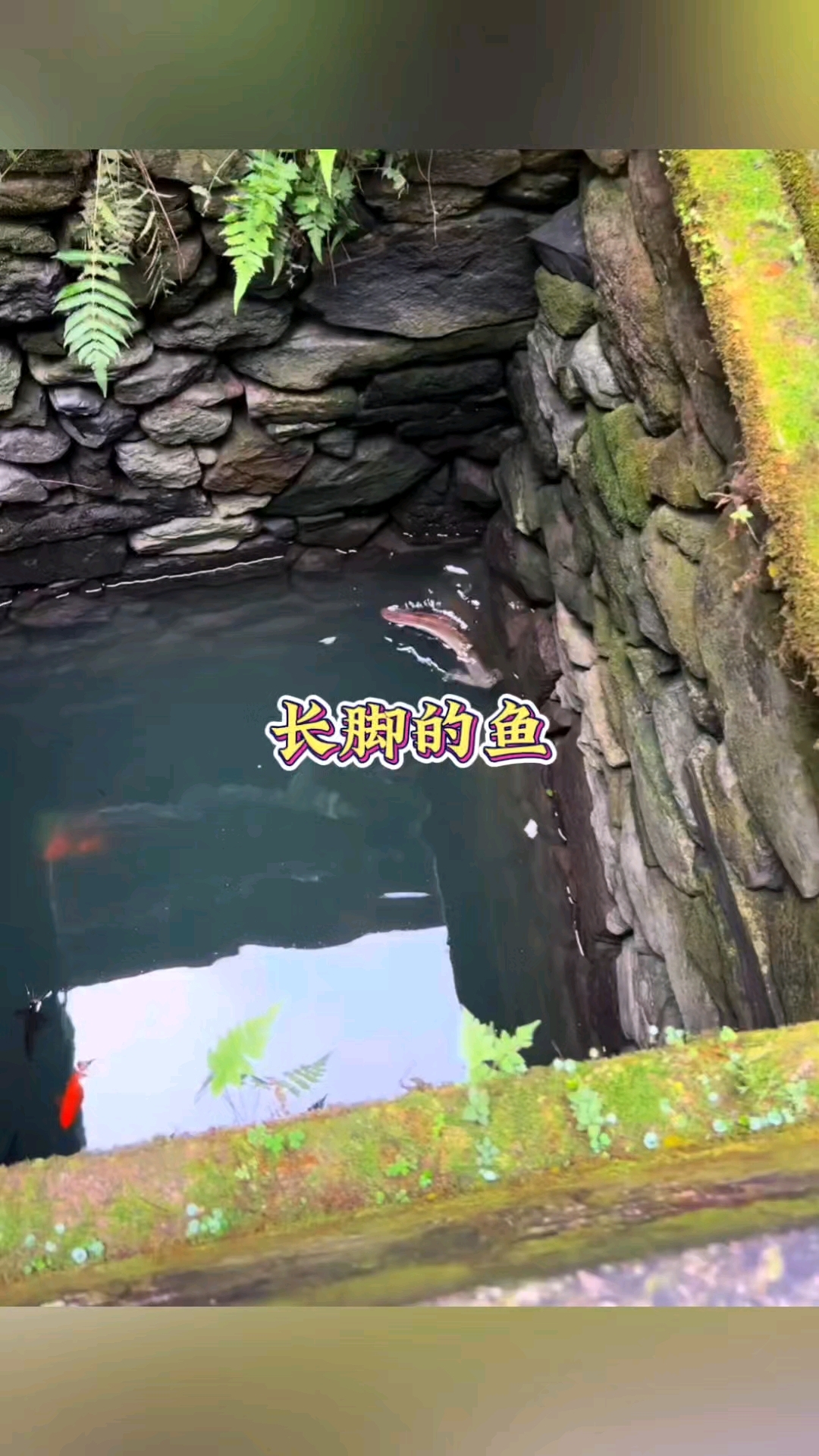第一次见这样的鱼