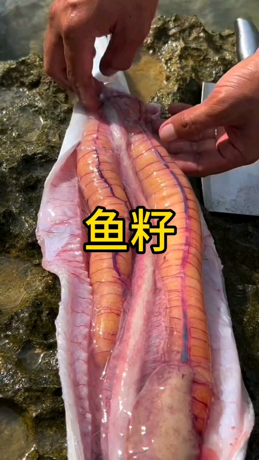 这是什么鱼,鱼籽竟然这么长