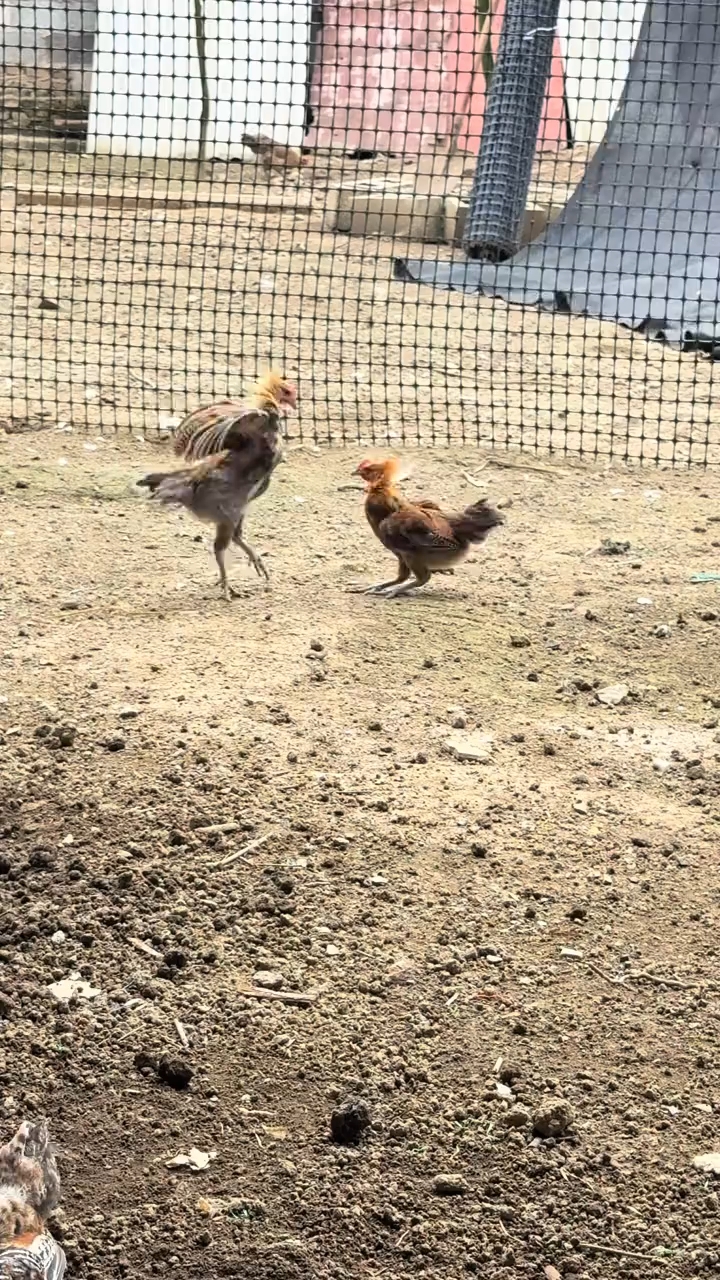 从小就好斗的五彩小公鸡