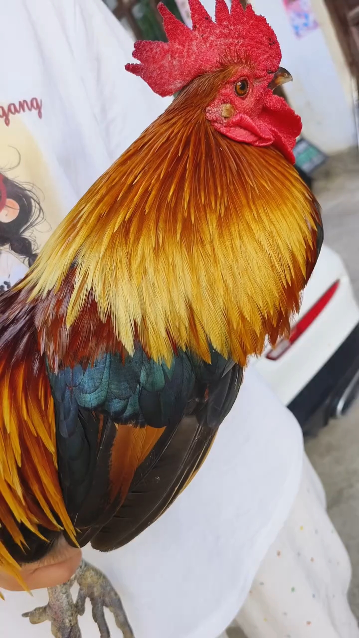 美丽的大公鸡谁不爱。