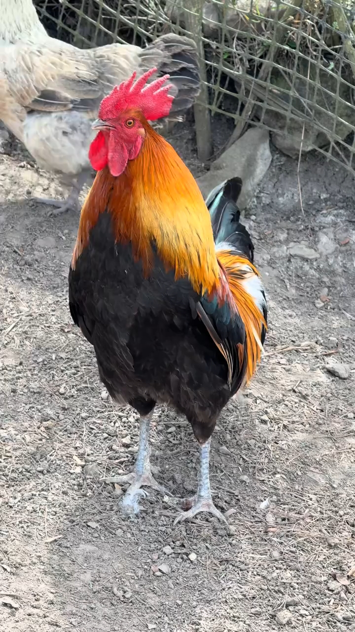 分享五彩大公鸡的鸣叫。