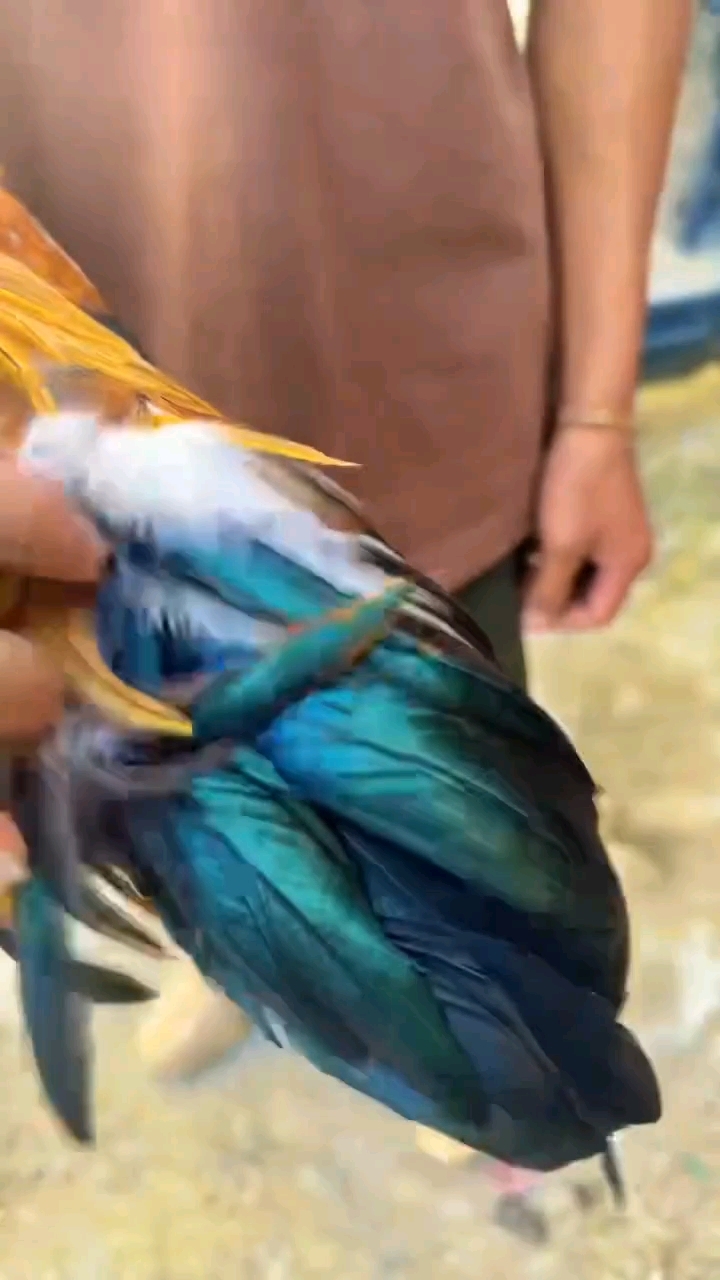 仔细欣赏一下五彩大公鸡的羽毛。