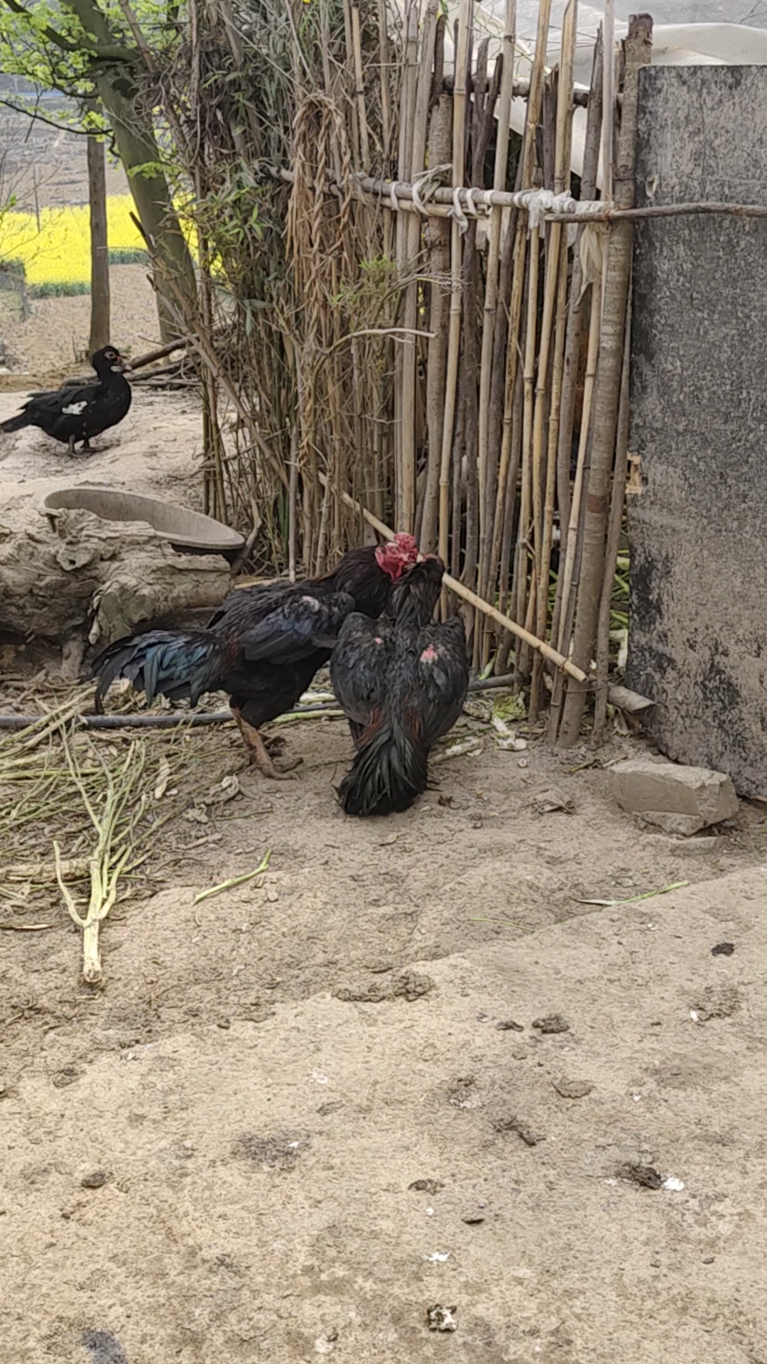 斗鸡打架真是太狠了。