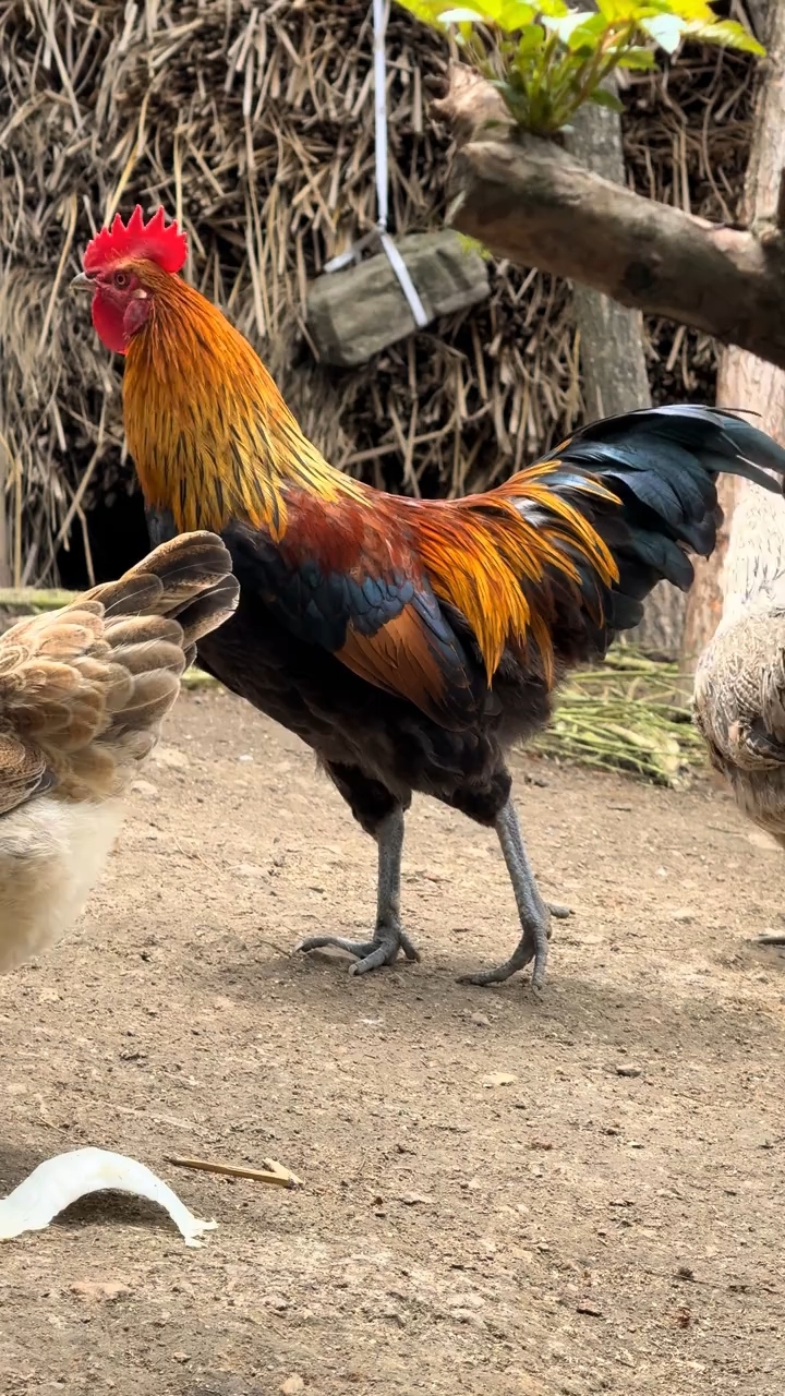 未成年的五彩大公鸡。